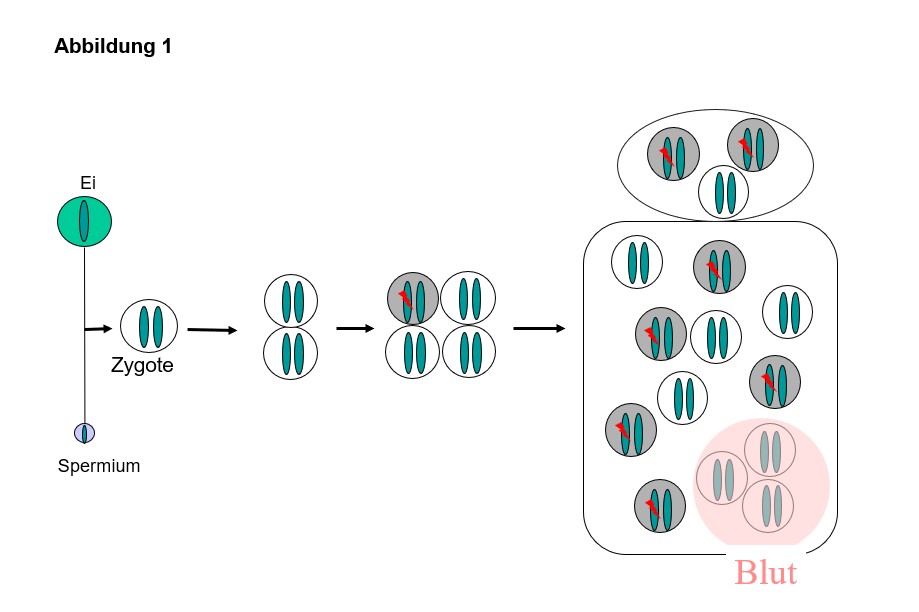 Mosaikbildung bei Neurofibromatose Typ 1 Bundesverband